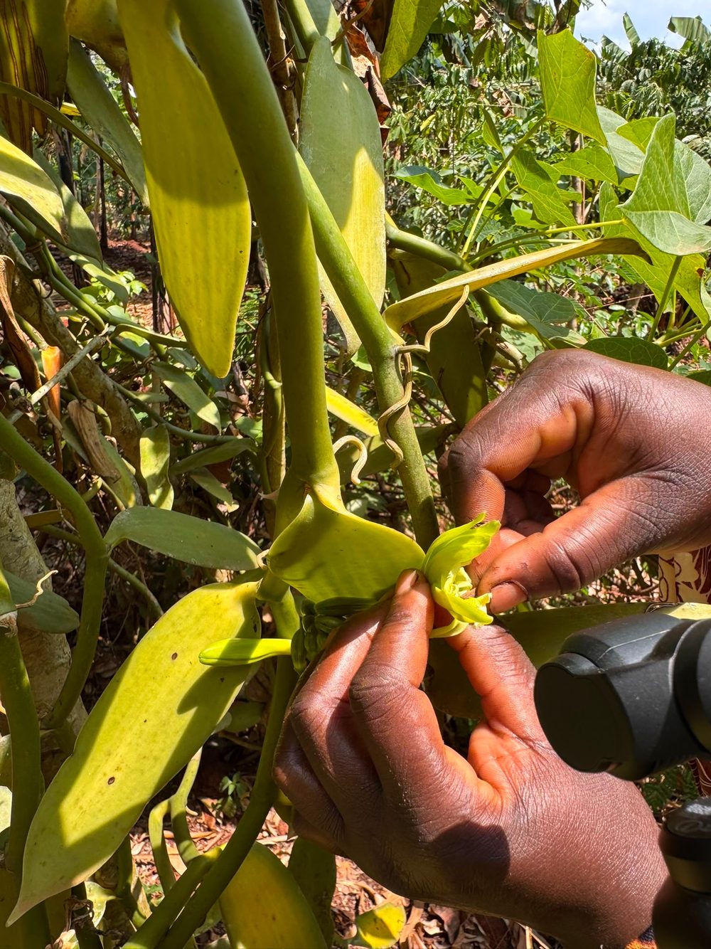 A vanilla vine growing on a Ugandan family smallholding