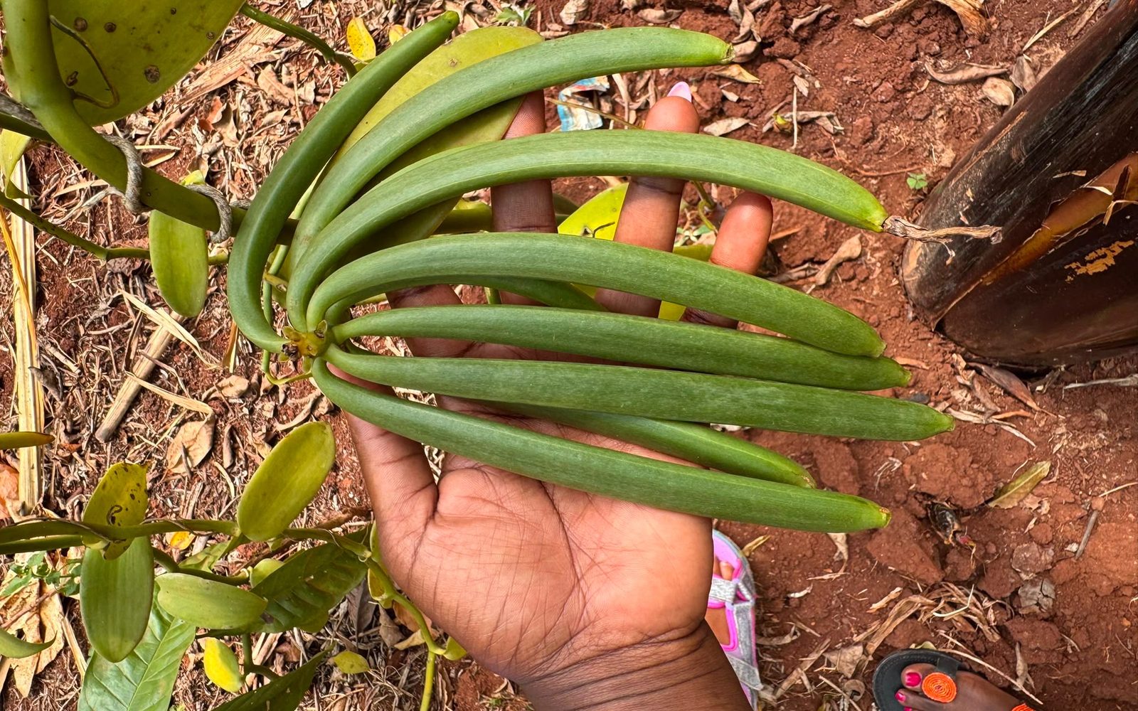 A grower holding a hand of long green vanilla pods still on the vine